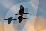 Birds Of Florida Wetlands 