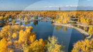Populus Euphratica Forest 