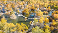 Populus Euphratica Forest 
