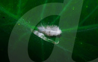 Floating Feather On A Wet Leaf - Monsoon