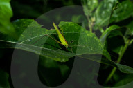 Elimaea Fallax - Katydid - Bush Cricket - Animal India