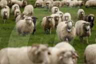 Autumn Redyk In Nowy Targ