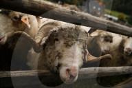 Autumn Redyk In Nowy Targ