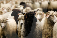 Autumn Redyk In Nowy Targ