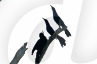 Silhouetted Bird Vocalizes At Wetland