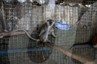 Animals kept in horrific conditions in Gaza "zoo"