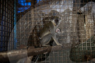 Animals kept in horrific conditions in Gaza "zoo"
