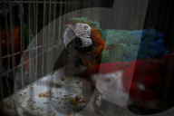 Animals kept in horrific conditions in Gaza "zoo"