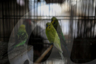 Animals kept in horrific conditions in Gaza "zoo"