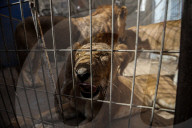Animals kept in horrific conditions in Gaza "zoo"