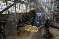 Animals kept in horrific conditions in Gaza "zoo"