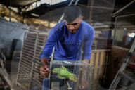 Animals kept in horrific conditions in Gaza "zoo"