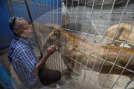 Animals kept in horrific conditions in Gaza "zoo"