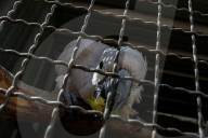 Animals kept in horrific conditions in Gaza "zoo"