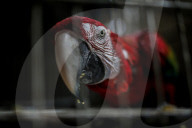 Animals kept in horrific conditions in Gaza "zoo"