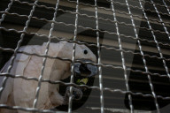 Animals kept in horrific conditions in Gaza "zoo"