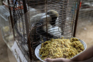 Animals kept in horrific conditions in Gaza "zoo"
