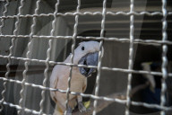 Animals kept in horrific conditions in Gaza "zoo"