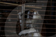 Animals kept in horrific conditions in Gaza "zoo"