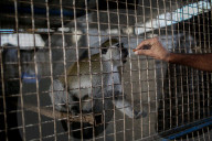 Animals kept in horrific conditions in Gaza "zoo"
