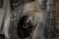 Animals kept in horrific conditions in Gaza "zoo"