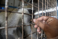 Animals kept in horrific conditions in Gaza "zoo"