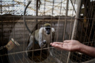 Animals kept in horrific conditions in Gaza "zoo"