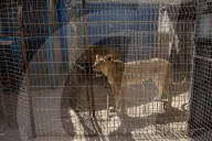 Animals kept in horrific conditions in Gaza "zoo"