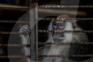 Animals kept in horrific conditions in Gaza "zoo"