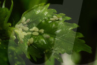 Insects In A Home Garden In Colombo, Sri Lanka