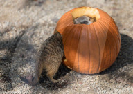 FEATURE - Happy HallZOOween: Tiere im Cincinnati Zoo bekommen vorab ihre Kürbisse