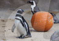 FEATURE - Happy HallZOOween: Tiere im Cincinnati Zoo bekommen vorab ihre Kürbisse