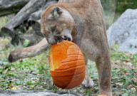 FEATURE - Happy HallZOOween: Tiere im Cincinnati Zoo bekommen vorab ihre Kürbisse