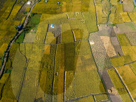 Aerial View Of Paddy Farmland In Nepal