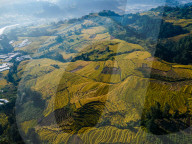 Aerial View Of Paddy Farmland In Nepal
