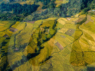 Aerial View Of Paddy Farmland In Nepal