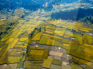 Aerial View Of Paddy Farmland In Nepal