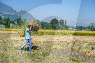 Harvesting Paddy Crops In Nepal.
