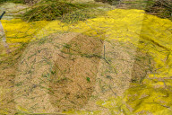 Harvesting Paddy Crops In Nepal.