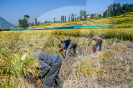 Harvesting Paddy Crops In Nepal.