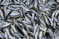 Chellanam Fishing Harbour In Kochi