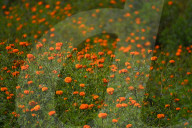 Marigold Flowers Bloom Ahead Of Tihar Festival In Nepal