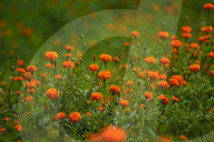 Marigold Flowers Bloom Ahead Of Tihar Festival In Nepal