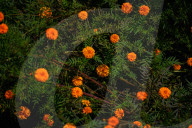 Marigold Flowers Bloom Ahead Of Tihar Festival In Nepal