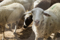 Sheep and goats arrive ahead of the 2025 XXXII Transhumance Festival in Madrid