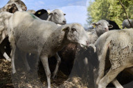 Sheep and goats arrive ahead of the 2025 XXXII Transhumance Festival in Madrid
