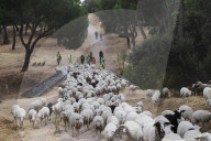 Sheep and goats arrive ahead of the 2025 XXXII Transhumance Festival in Madrid