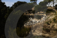 Sheep and goats arrive ahead of the 2025 XXXII Transhumance Festival in Madrid