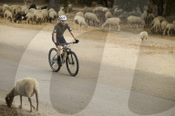 Sheep and goats arrive ahead of the 2025 XXXII Transhumance Festival in Madrid