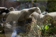 Sheep and goats arrive ahead of the 2025 XXXII Transhumance Festival in Madrid